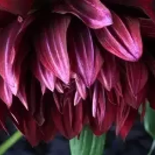 花のサムネイル